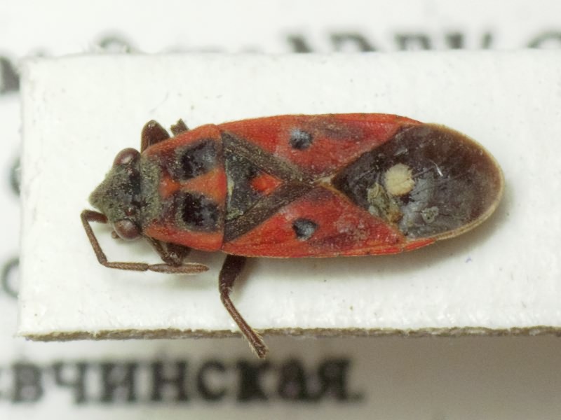 Melanocoryphus tristrami (Douglas & Scott, 1868)